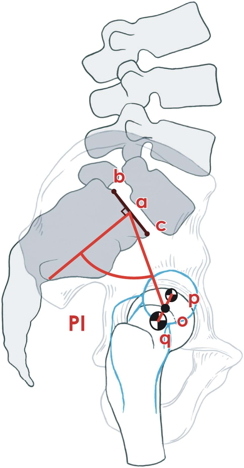 Blood supply to the femoral head — reproduced from Ganz JBJS 2001
